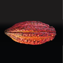 Libro Chocolate Collection