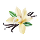 Vaina de Vainilla 12-15 cm