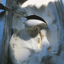 Libro Los Secretos del Helado: Angelo Corvitto