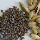 Cardamomo